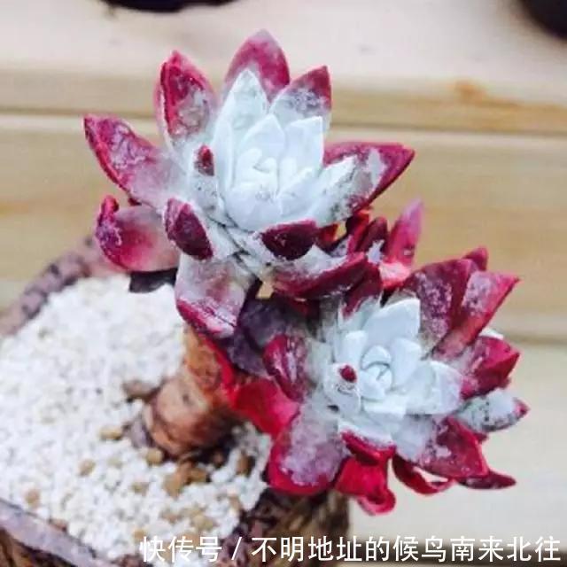 60种多肉图鉴及养护要点，1分钟学会，超全超实用！