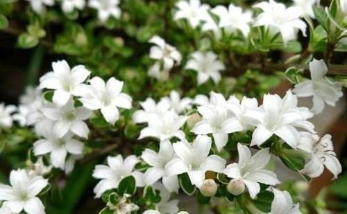 养花浇水时掺上它,虫子一个不留,省钱省事轻松开爆满盆