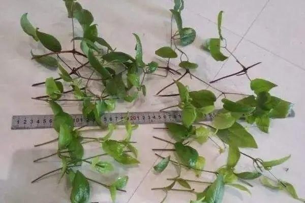 椰糠土|6月,最适合扦插的花,一插就活,大白根冒疯了