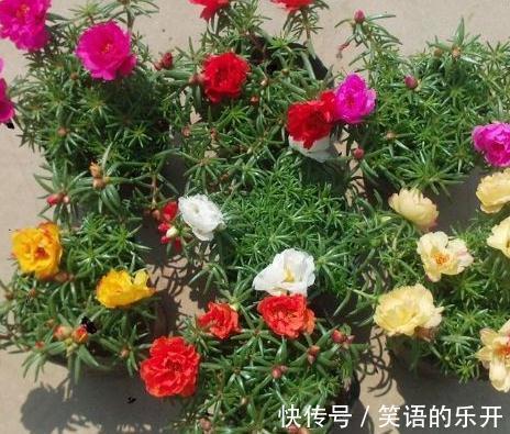 浇水|全民公认,天热值得入手的8种花,粗放管理开花贼漂亮