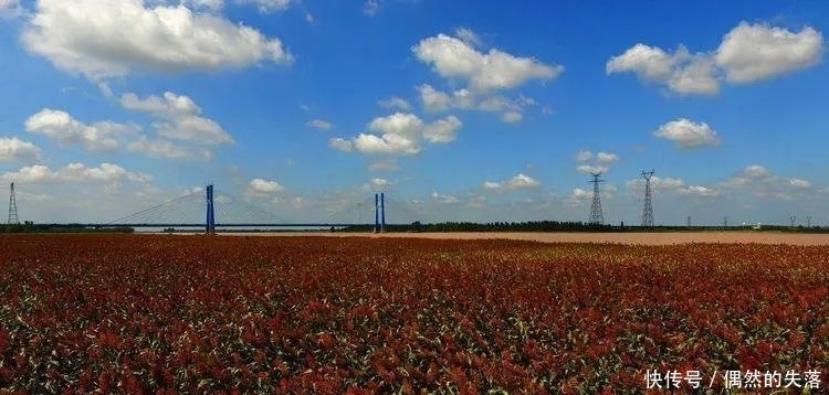 高粱地|梦里一枕高粱红