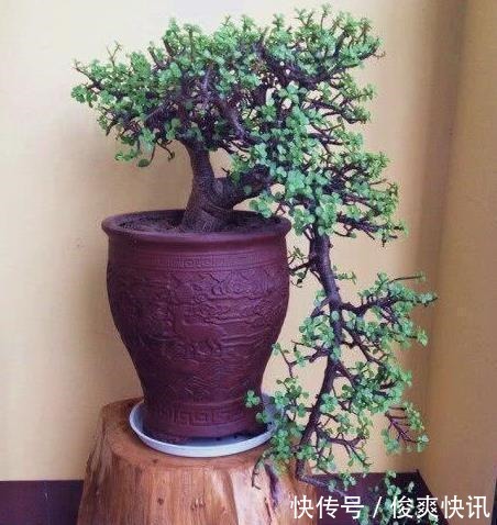 马齿苋树|养金枝玉叶,一个小技巧,盆栽变成漂亮盆景,叶绿枝多姿态优美