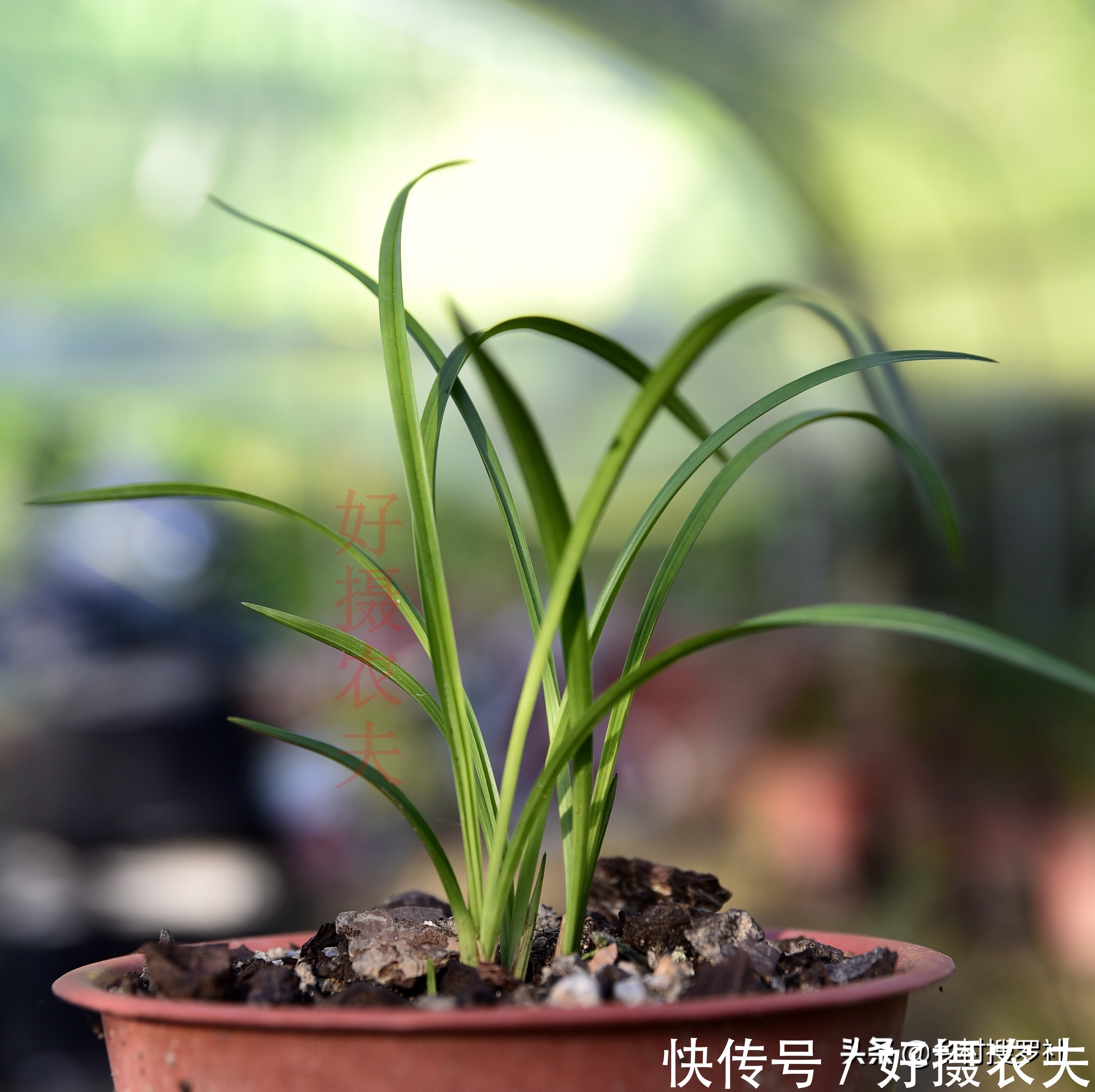 兰花|五月份的兰花最怕什么?施肥操作不当,15天兰花根烂苗枯