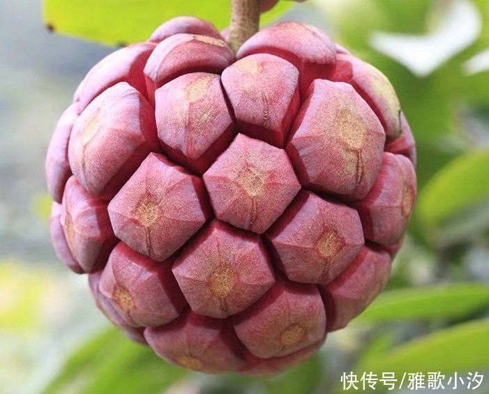 黑老虎|“恶魔果实”现实版，一个售价30元，哈！吃了会变成橡皮人吗？