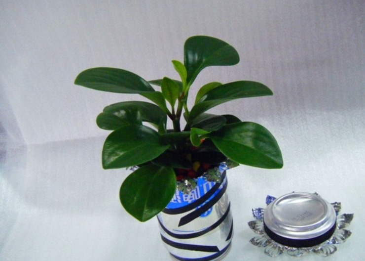 植物|别把铁罐子扔了、卖了,钻孔养花,植物长得好,越看越讨喜