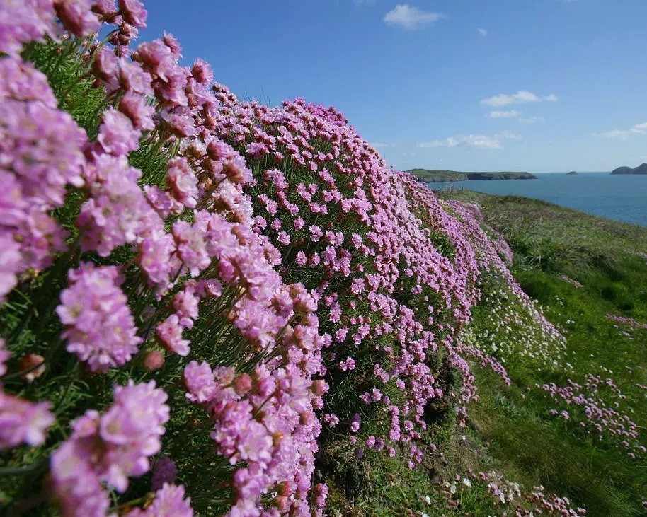 海 石 竹 花