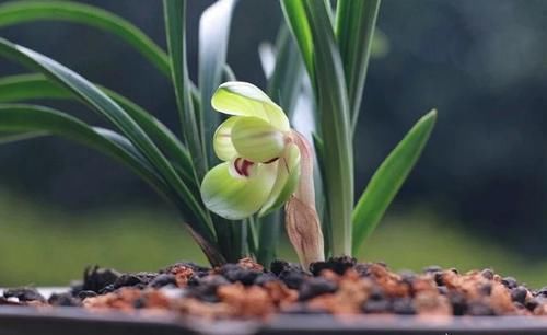 如何判断兰花值不值钱？