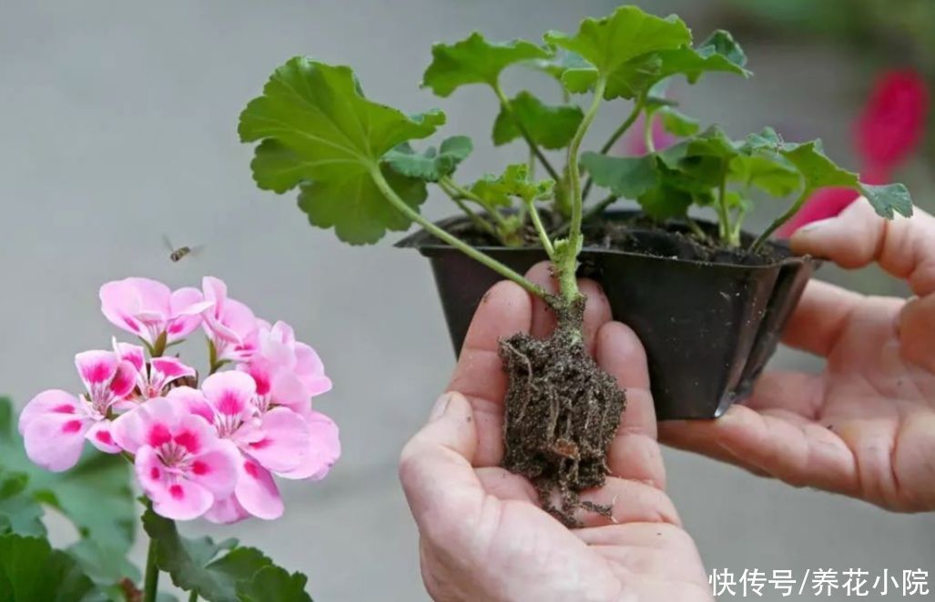 扦插|6种草本花卉,更容易扦插,掐根枝条就能养活