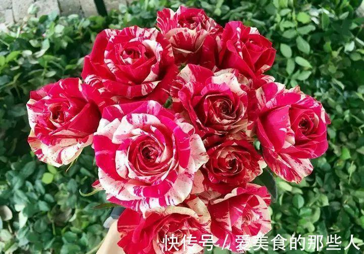 月季和玫瑰很相似,除了养花高手,很少有人分得清,你能区分吗