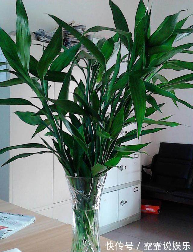 富贵竹水里加几粒它,枝干粗壮,叶片油绿,呼呼窜上屋顶