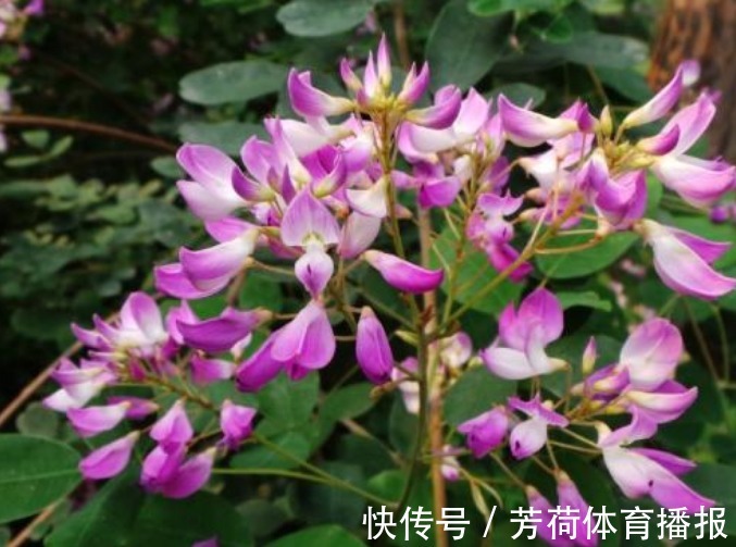 寓意@此花花色娇艳迷人,深为万千诗歌名人所钟爱,寓意为害羞与深思