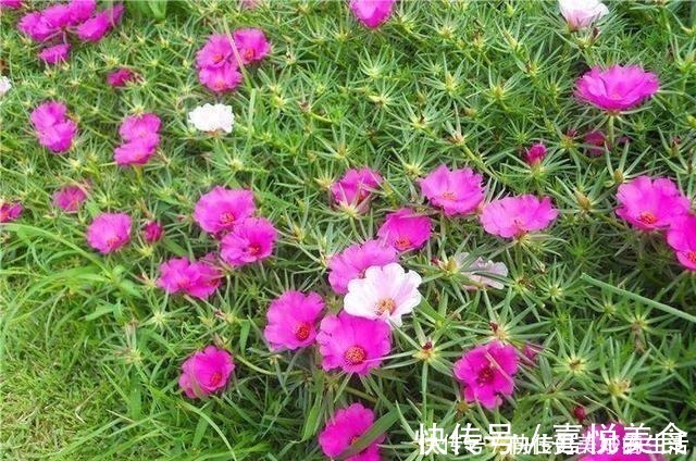 植物|想要短时间养出“爆盆花”，这几个品种最合适，一株就能呼呼长！