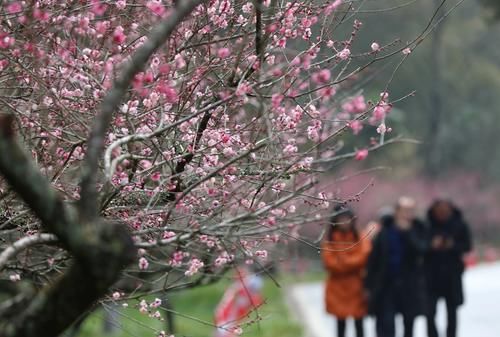 潼南|赏梅黄石寨,踏春正当时