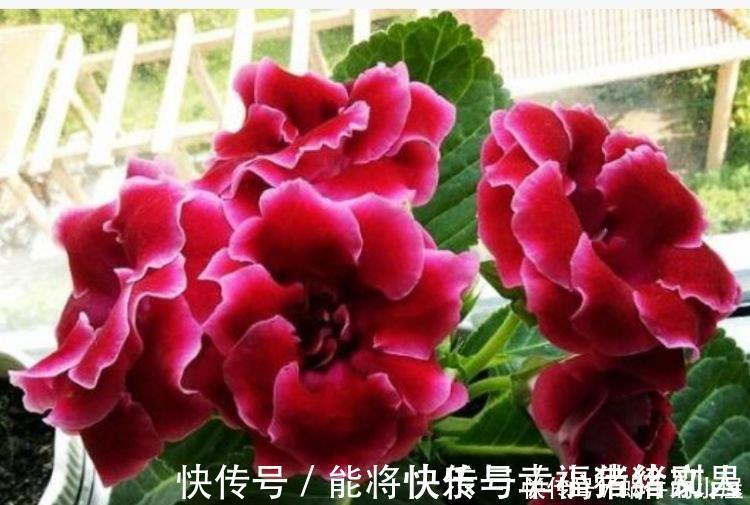 月季|4种花养家里,多姿多彩、美轮美奂,从年头“香”到年尾