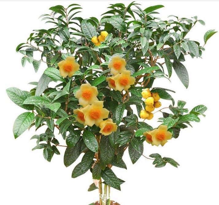 养花在于精而不在于多，六种花卉中的珍品，养一样也值得