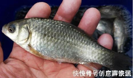 趴地虎|5种“逐渐消失”的小鱼,过去被嫌弃少人吃,如今却“价值不菲”