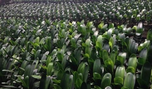 养君子兰没那么难,只用一土一肥一环境,就能自然长得好