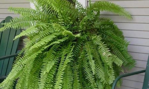 小空间|家中存在2类花要趁早搬离，它们对健康无益，放到室内弊端多