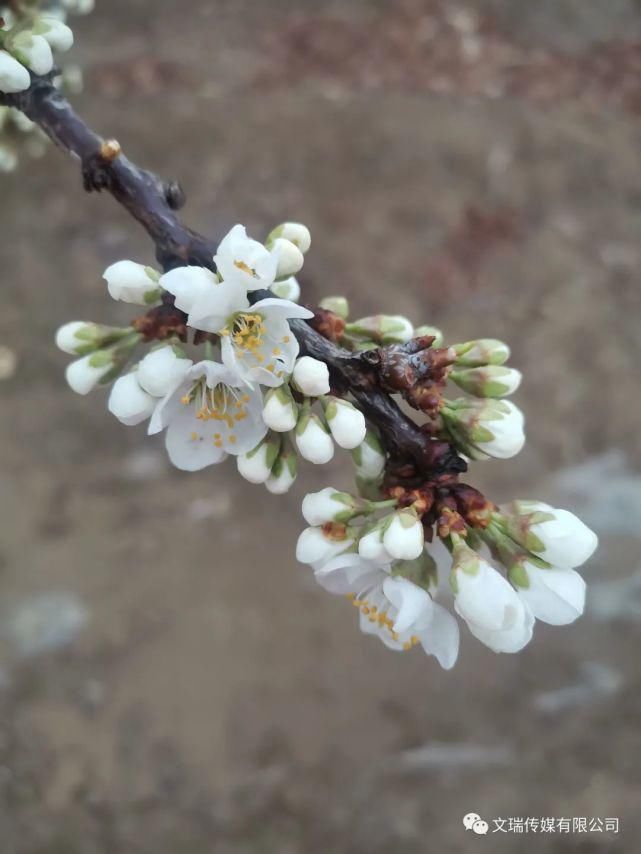 到下马峪赏花去！来一场说走就走的旅行