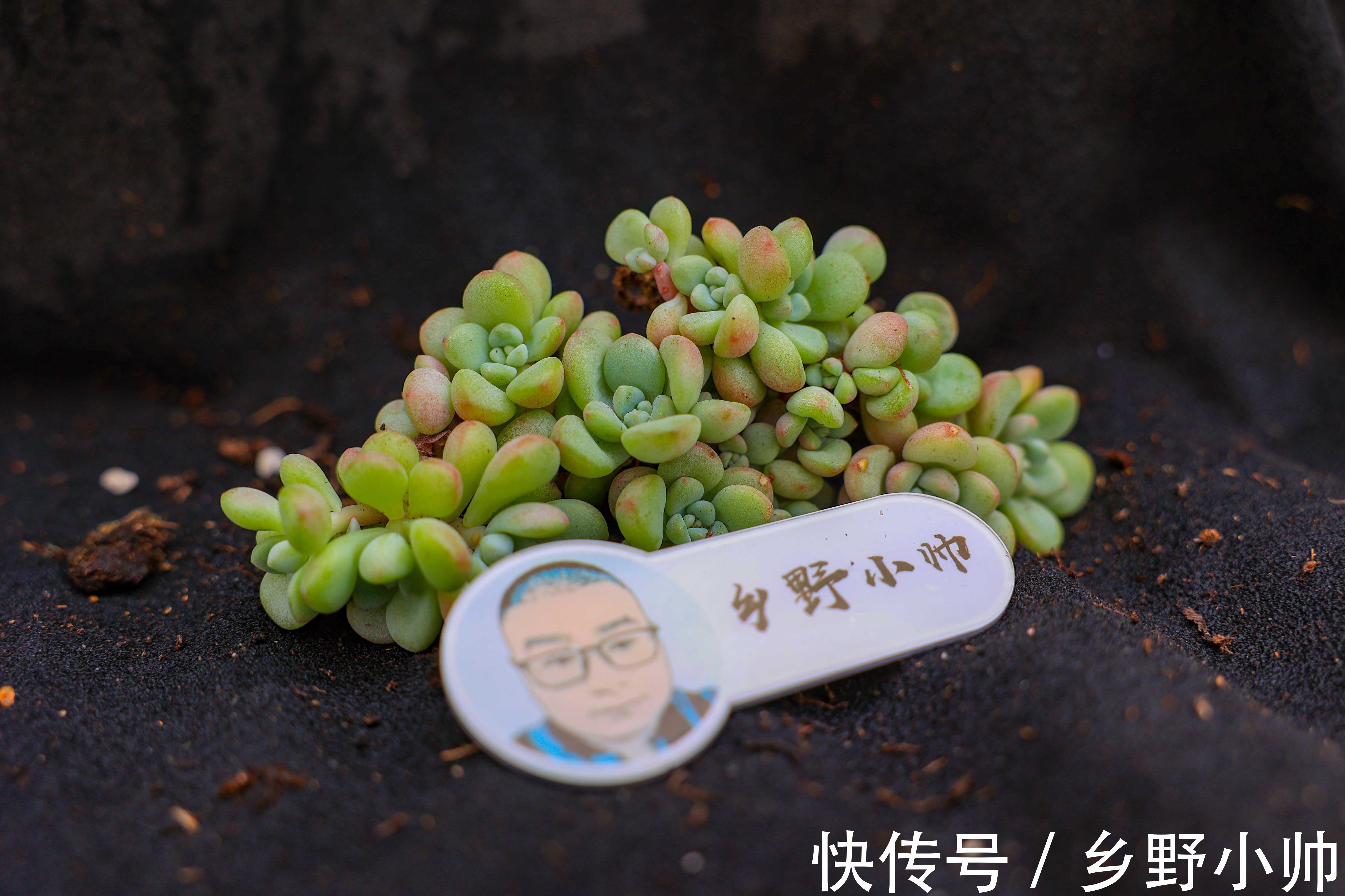 多肉叶片发软的原因有哪些？叶片发软怎么办？养护分享叶片篇