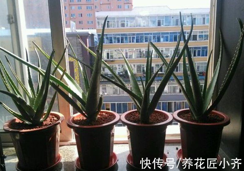 5种“健康花”,现在种养好它,夏天可有“大作用”,漂亮又养生