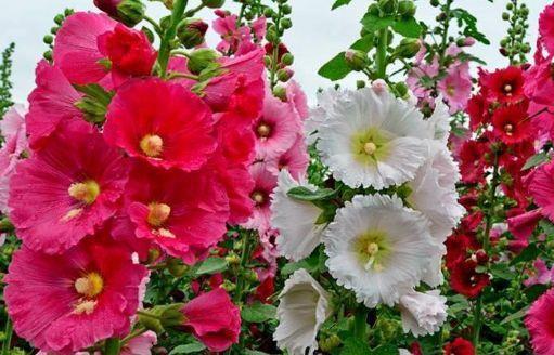 4种花养了就爆盆,好养易活开花漂亮,超耐旱好养