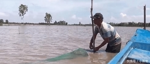 盆里|水里得到这么多的“小丑鱼”,网友这种鱼再小也不要放生