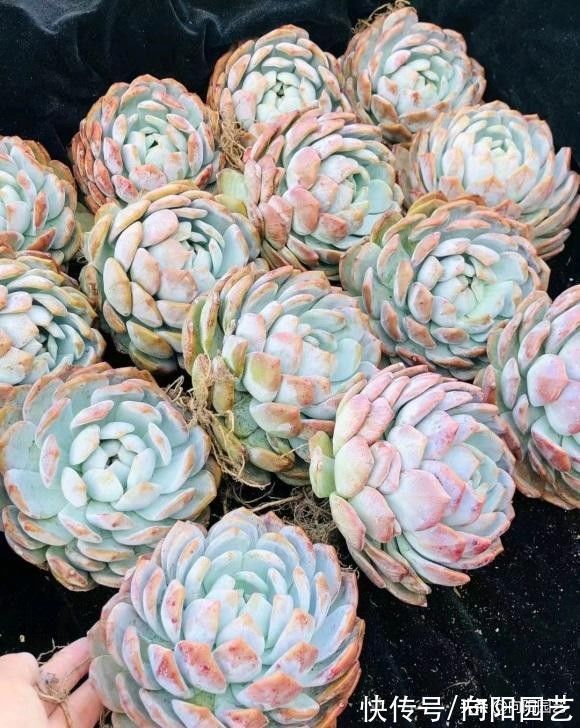 多肉是个好东西,但是不能乱买,货比三家,多肉要买的值得