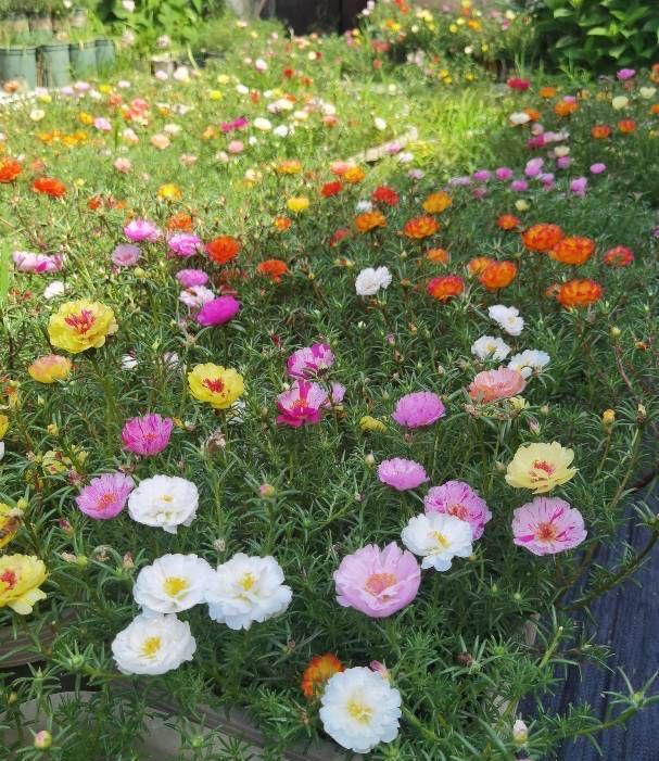 浇水|夏天养太阳花,记住3招,花苞更多,花朵更大花色更艳