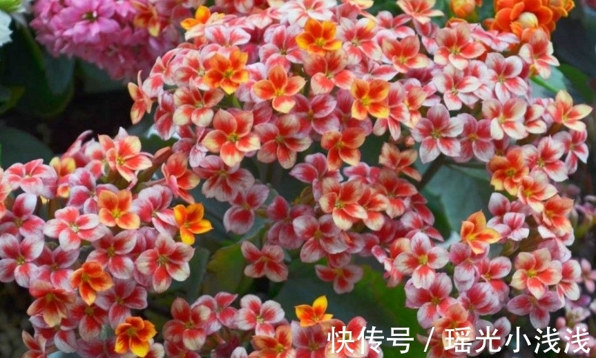 花苞|花市卖的长寿花，都满头花苞，原来是有“猫腻”，学学吧