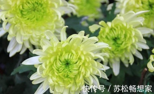 喜欢菊花不如养盆“绿牡丹”吧！养护记住以下3点，花开光彩夺目