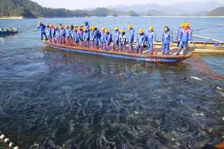 鱼跃新年：淳安千岛湖新年第一网有机鱼开捕