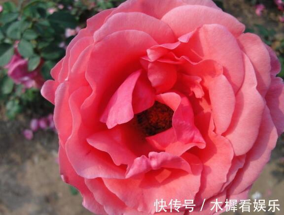 病因|月季得了根瘤病怎么办教你“4法”,找对病因,提早预防是关键