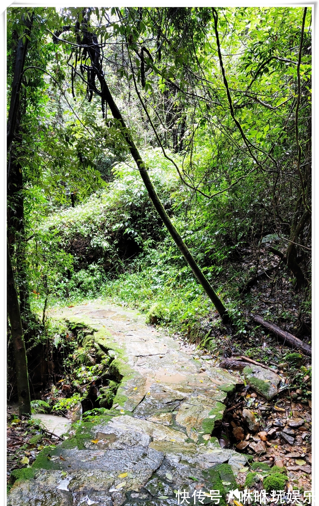 原始森林|自驾云南新平哀牢山，在雨中走茶马古道、体会马帮伙计的辛酸苦辣