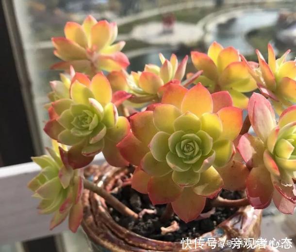 多肉薄化妆养护注意4点，叶色呈现靓丽的粉红色