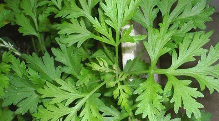 夏天常用“艾叶”煮水洗头,三天一次,连用一周4大变化收入囊中