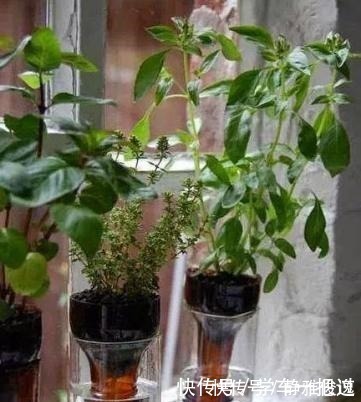 养花|王奶奶用塑料瓶子,养出“花园、菜园”,好羡慕,再不扔了!