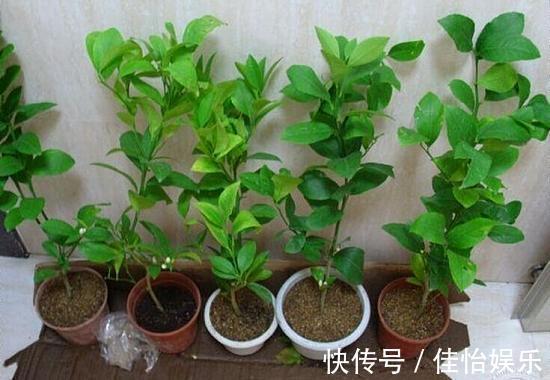柠檬树|3种“香香树”,剪个枝丫,插土里,15天生根,开花满屋香