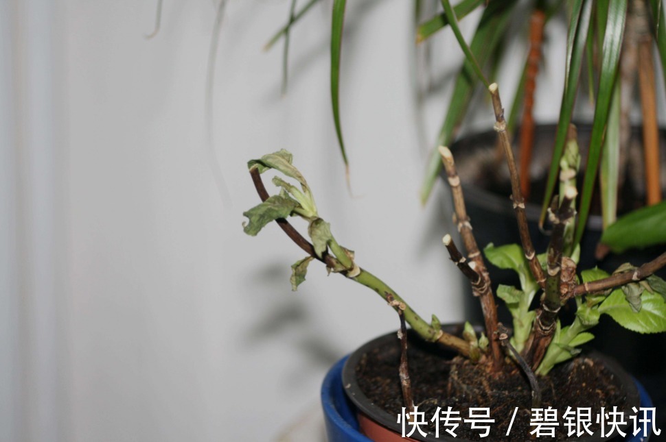 养花浇水要格外注意,三种水不能用,越浇花卉长得越差,烂根黄叶