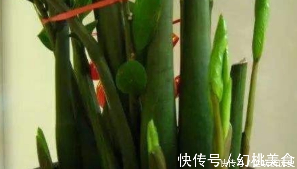 金钱树不长新芽,给它做好3个关键点,很快就能冒新芽