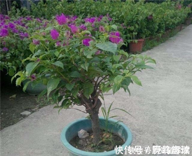 什么啤酒、淘米水，在“它”面前弱爆了！用它浇花，浇什么活什么！