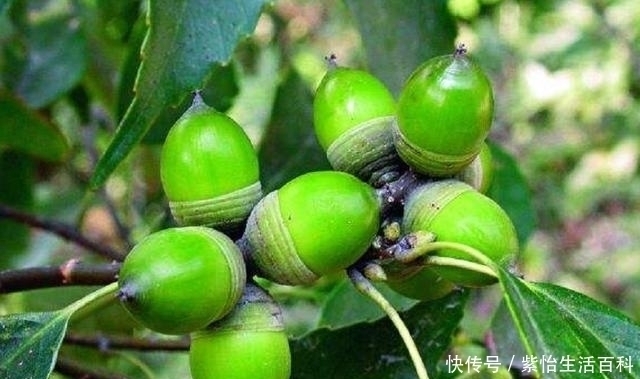 陀螺|人称“气象树”,长得酷似陀螺,做豆腐是一绝,如今无人问津了