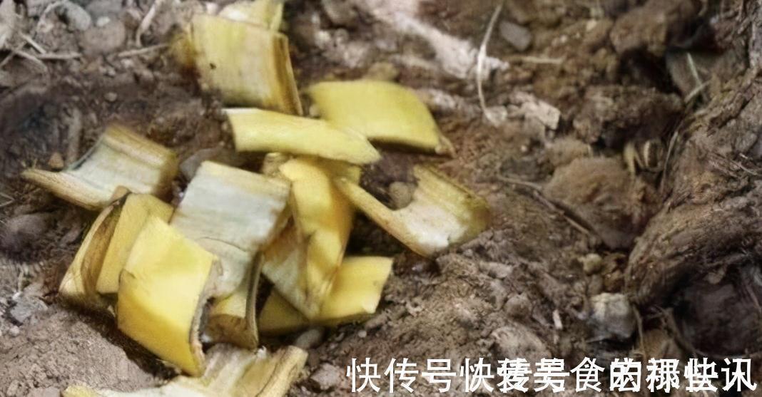 腐熟|君子兰容易饿，盆里用3种肥，根系壮，片油绿，开花旺