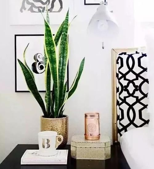  友好|啤酒养花：具体的该怎么用？多久用一次对植物才“友好”？