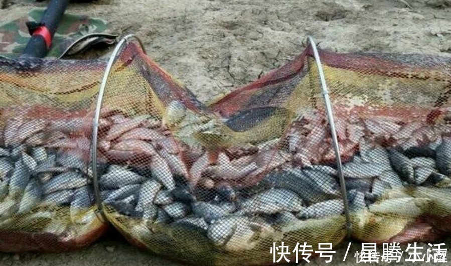 上钩的鲫鱼不够大？三十年老钓手：冬天不用这狠招就亏大了