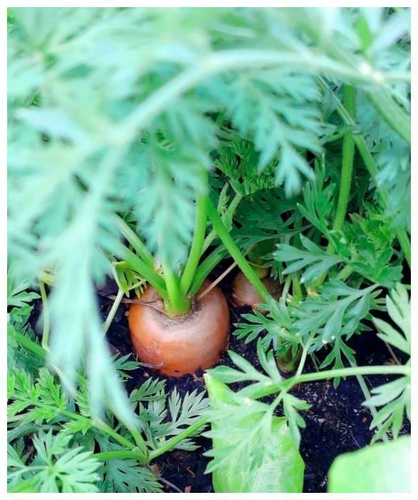 王祖蓝晒自家有机菜园,引10万网友点赞,网友:这就是向往的生活