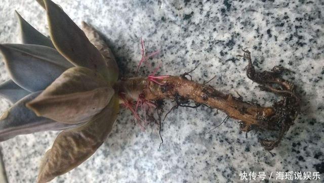 养残了的多肉就丢掉太浪费!简单小动作让它“起死回生”