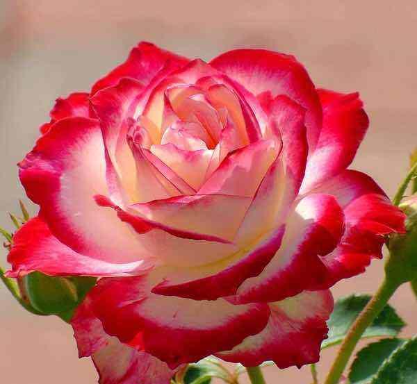 最值得入手的月季，红双喜