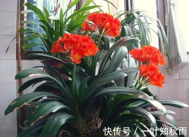 新手|冬天种上5种漂亮花,寓意美好,吉祥又大气,皮实好养适合新手