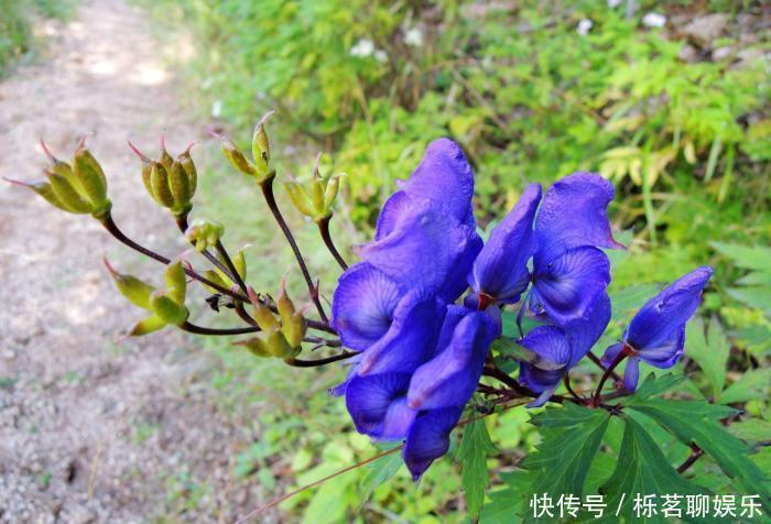 北乌头|关公刮骨疗伤就是中了它的毒,山上很常见,遇到需谨慎!